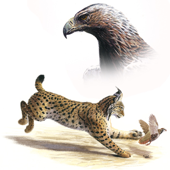 Lince ibérico y Águila imperial